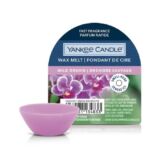 Yankee candle wax melts wild orchid 1633237E